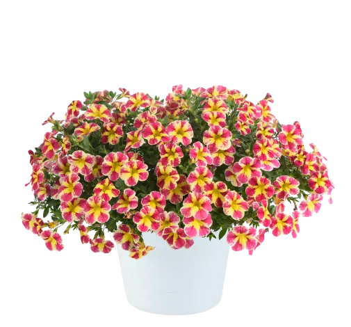 COLIBRI™ Abstract Guava - Danziger