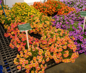 COLIBRI™ Abstract Guava