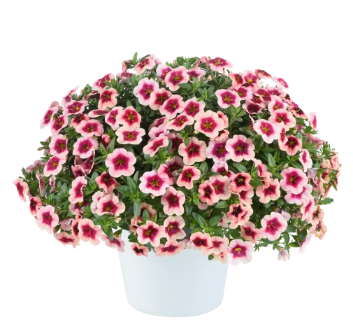EYECONIC™ Strawberry