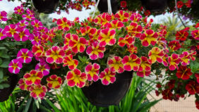 COLIBRI™ Abstract Guava