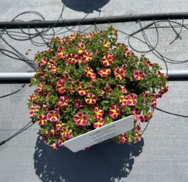 COLIBRI™ Abstract Guava