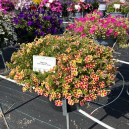 COLIBRI™ Abstract Guava