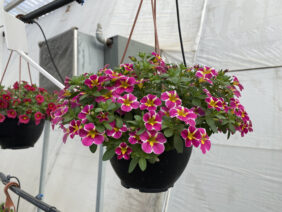 LIA™ Abstract Pink