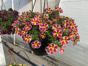 COLIBRI™ Abstract Guava