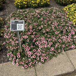 EYECONIC™ Strawberry