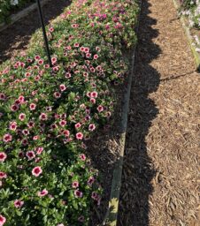 EYECONIC™ Strawberry