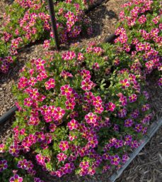 LIA™ Abstract Pink