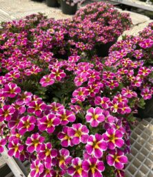 LIA™ Abstract Pink