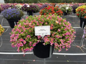 LIA™ Abstract Pink