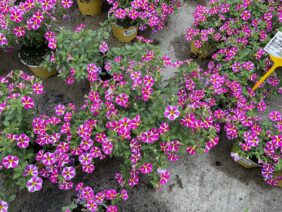 LIA™ Abstract Pink