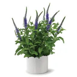 Ronica™ Blue