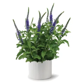 Ronica™ Blue