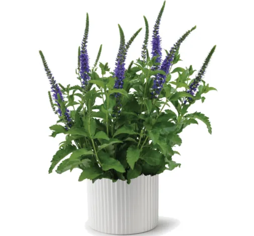 Ronica™ Blue