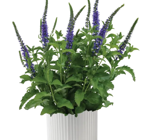 Ronica™ Blue
