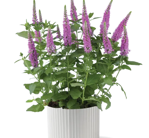 Ronica™ Fuchsia