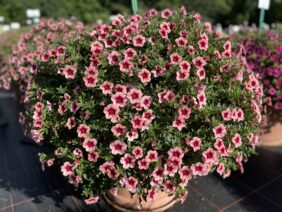 EYECONIC™ Strawberry