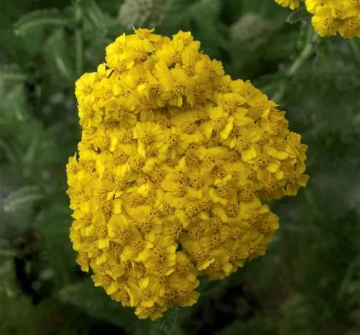 Desert Eve™ Yellow