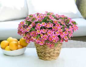 LIA™ Abstract Pink