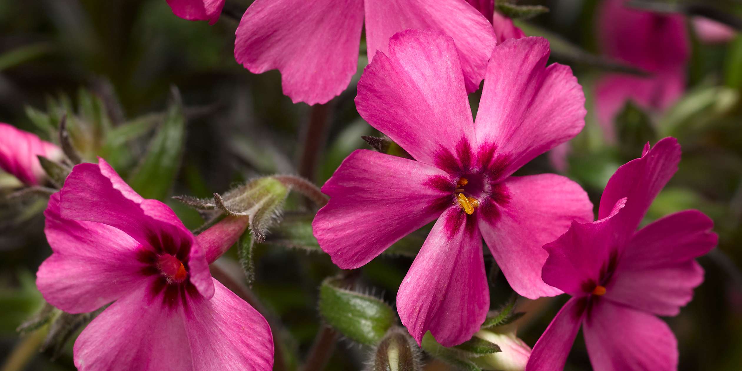 アクセサリー Phlox Japan GOLDIPHLOX™ series - Danziger