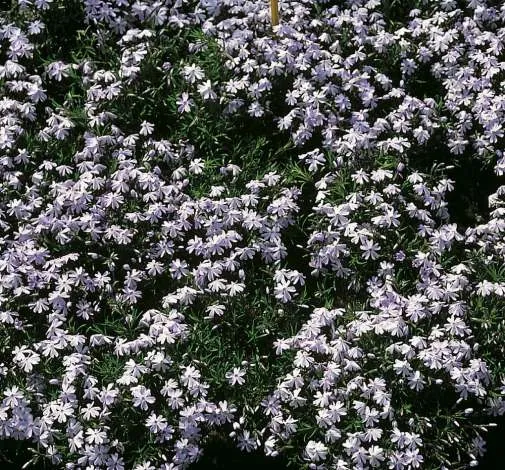 Emerald Cushion Blue