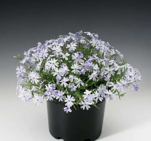 Emerald Cushion Blue