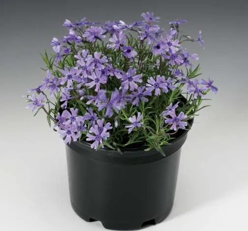 Purple Beauty