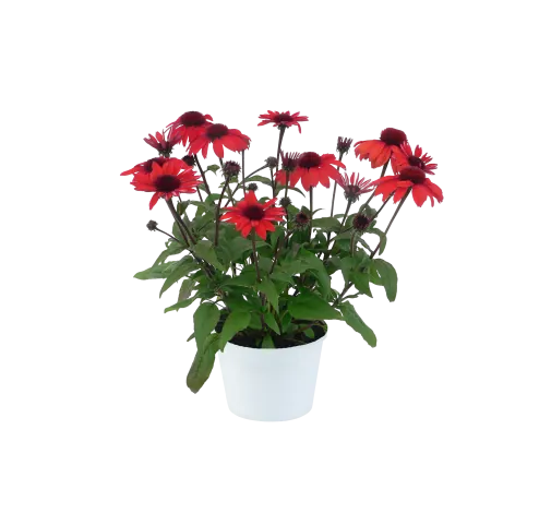 PANAMA™ Red