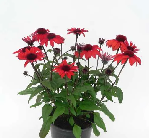 PANAMA™ Red