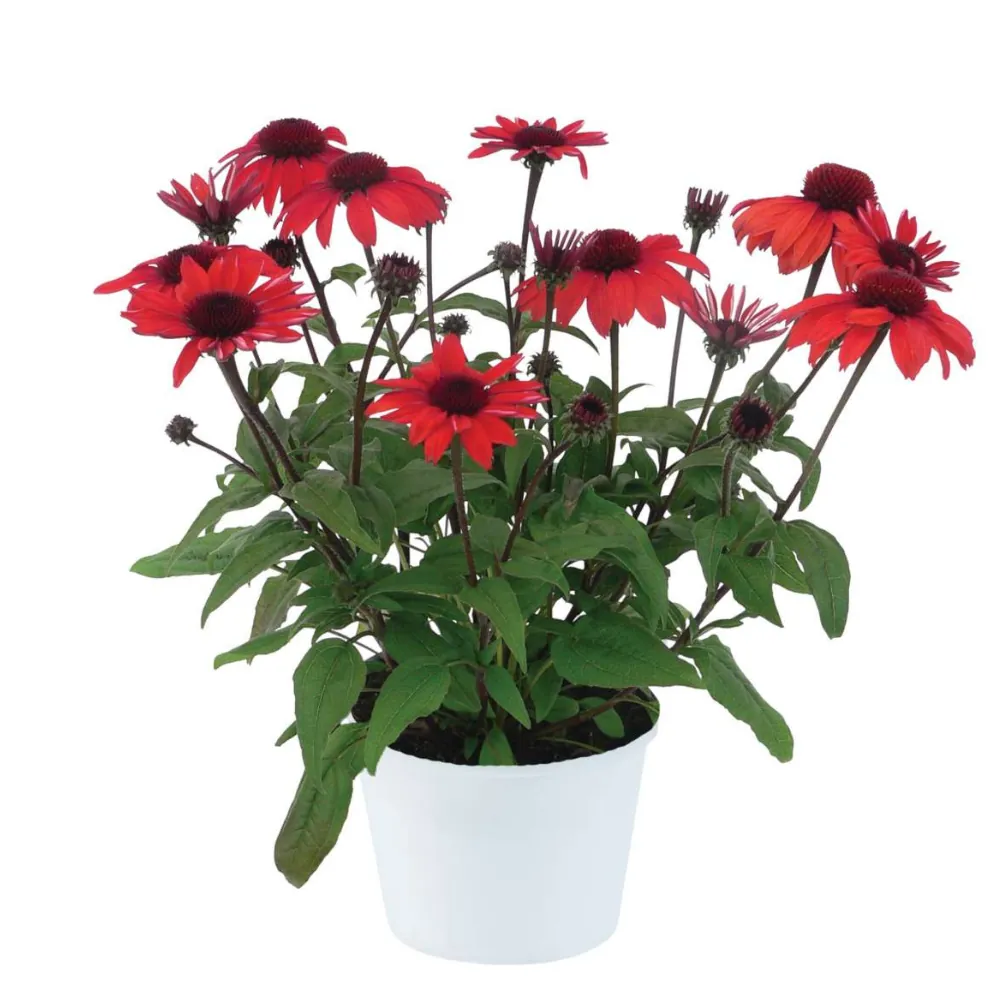 PANAMA™ Red