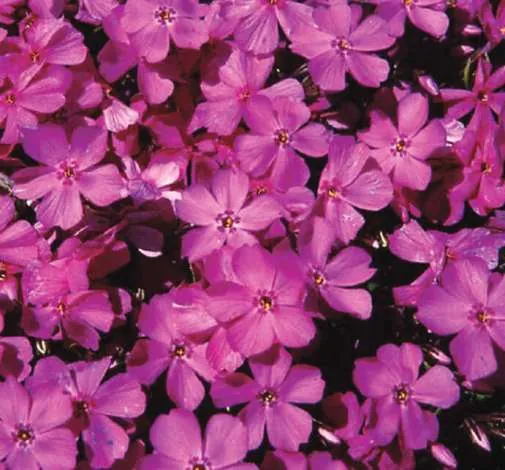Emerald Pink