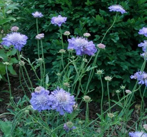 BUTTERFLY BLUE