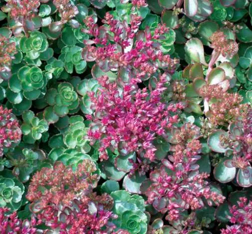 Dragons Blood