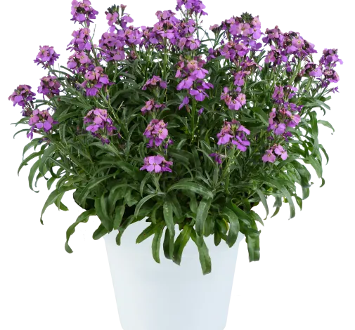 SUNSTRONG™ Violet