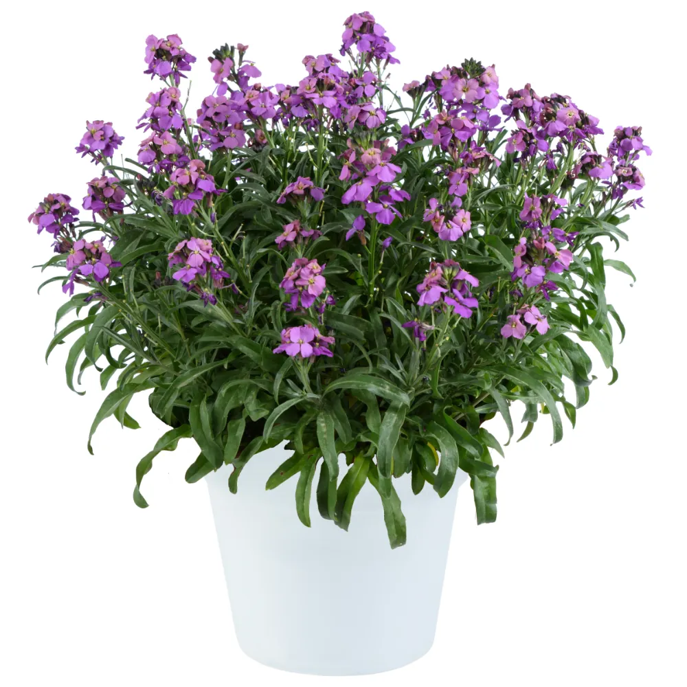 SUNSTRONG™ Violet