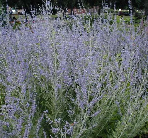 Russian Sage