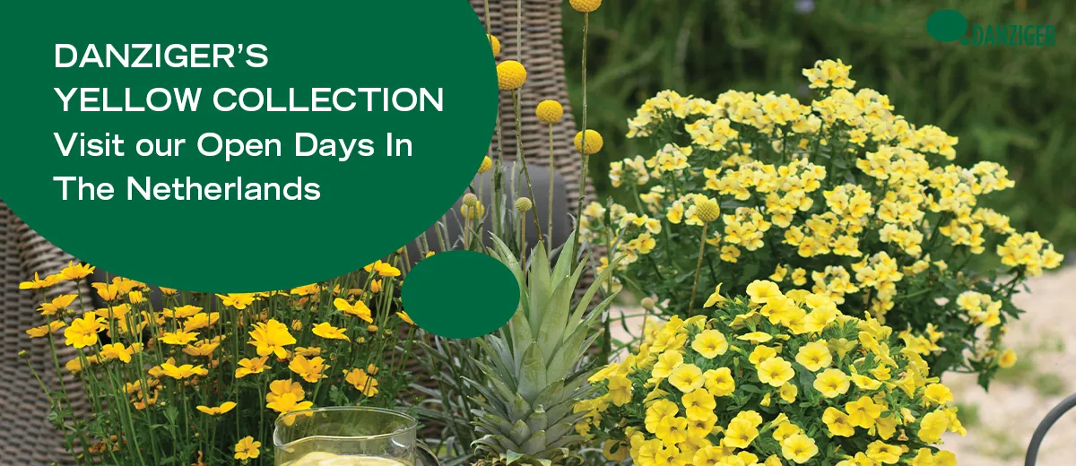 Yellow Collection article – מתוך "Illuminate Your 2022 Sales with Danziger’s New Bright Yellow Collection" | דנציגר