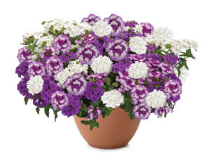 Perfectly Purple™ - Danziger