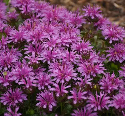 Leading Lady Amethyst