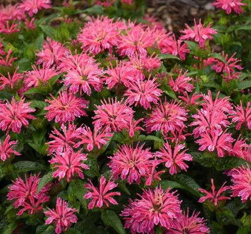Leading Lady Pink