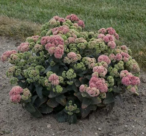 Coraljade