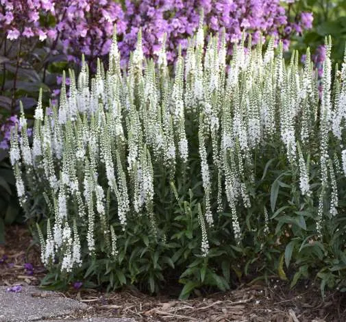 White Wands