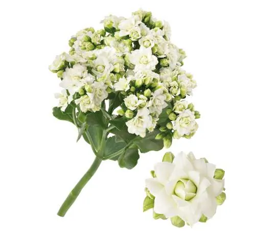 KALANCHOE CUTFLOWERS™ WHITE