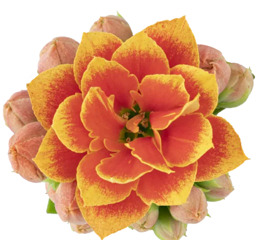 KALANCHOE CUTFLOWERS™ BI-COLOR