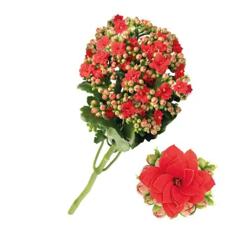 KALANCHOE CUTFLOWERS™ RED