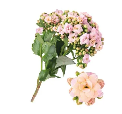 KALANCHOE CUTFLOWERS™ ROSE