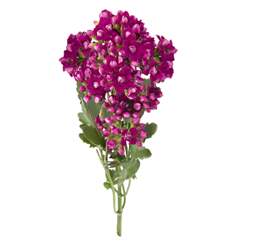 KALANCHOE CUTFLOWERS™ PURPLE