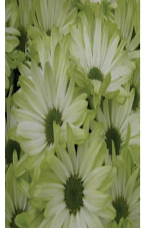 AMOR™ LIGHT MINT