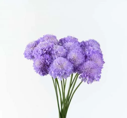 FOCAL SCOOP™ LAVENDER