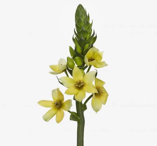 פרח קטיף ORCHID STAR™ מבית דנציגר