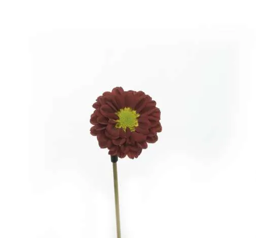 ESPERANZA™ ESCARLATA